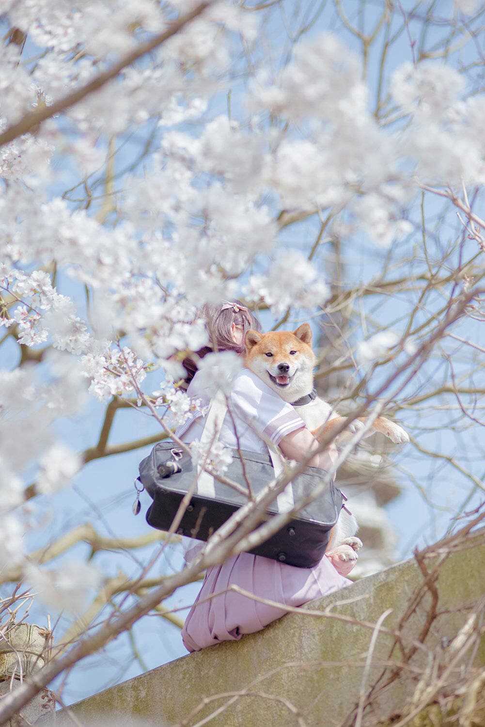 Stockinged calves under falling cherry petals